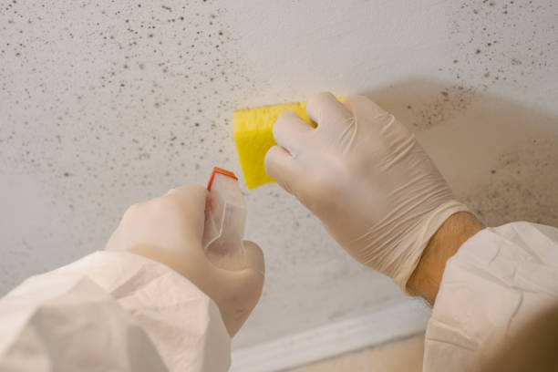 Best Attic Mold Removal  in Bon Secour, AL