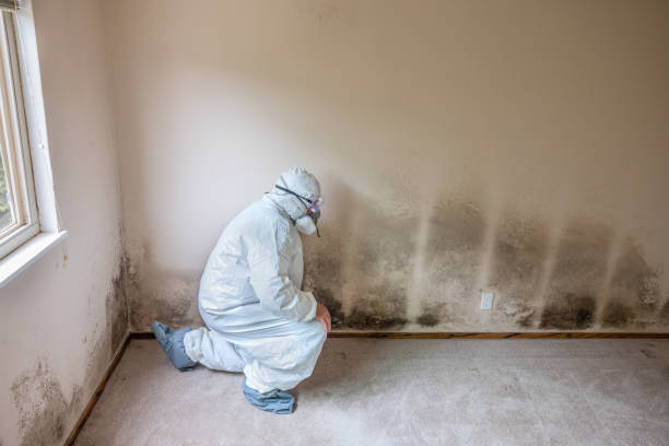 Best Emergency Mold Remediation  in Bon Secour, AL