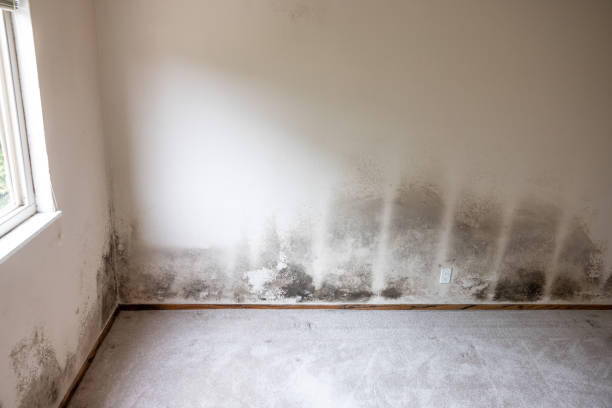 Best Mold Odor Removal Services  in Bon Secour, AL