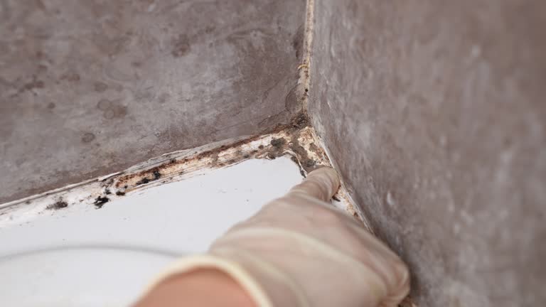 Best Asbestos and Lead Testing During Mold Inspection  in Bon Secour, AL